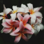 Server favicon of 54.39.122.167
