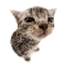 Server favicon of haifischbecken.net:23456